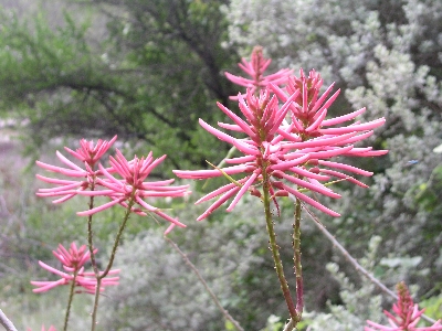 [Plant with pink tubular petals.]